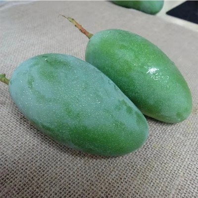 【大青芒】云南大青芒 新鲜芒果9斤青皮甜心芒果芒果批发代发图3