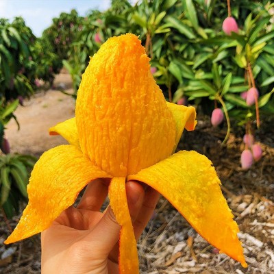 广西贵妃芒新鲜应季水果整箱批发一件代发