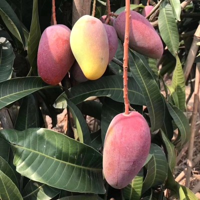 广西贵妃芒新鲜应季水果整箱批发一件代发图2