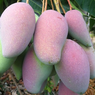 【催熟食用】广西百色芒果贵妃芒 新鲜水果现摘现发 一件代图2