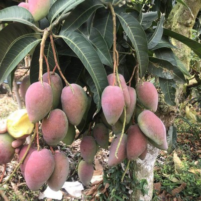 【催熟食用】广西百色芒果贵妃芒 新鲜水果现摘现发 一件代图5
