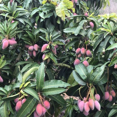 【催熟食用】广西百色芒果贵妃芒 新鲜水果现摘现发 一件代图3