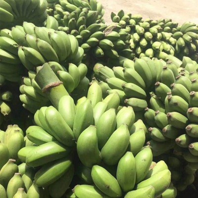 【催熟后食用】新鲜现摘自然熟广西小米蕉香甜软糯当季芭蕉代发
