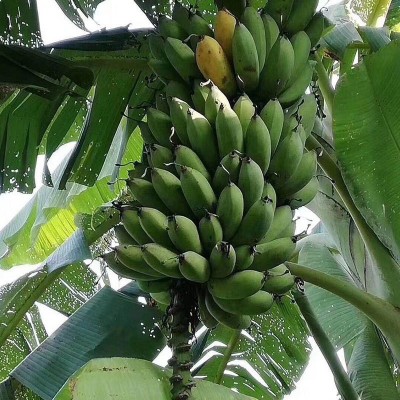 【催熟后食用】新鲜现摘自然熟广西小米蕉香甜软糯当季芭蕉代发图3