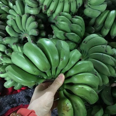 【催熟后食用】新鲜现摘自然熟广西小米蕉香甜软糯当季芭蕉代发图4