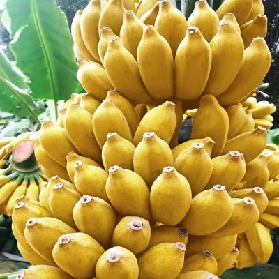 【催熟后食用】新鲜现摘自然熟广西小米蕉香甜软糯当季芭蕉代发图5