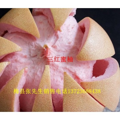 梅县宝坑红柚果场直销三红蜜柚水果现在大量批发零售图3