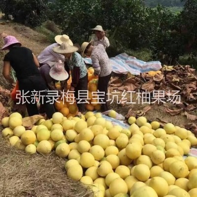 梅县宝坑红柚果场直销三红蜜柚水果现在大量批发零售图4