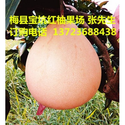 大量批发水果梅县区桃尧三红蜜柚红肉柚网上订购快递包邮图3