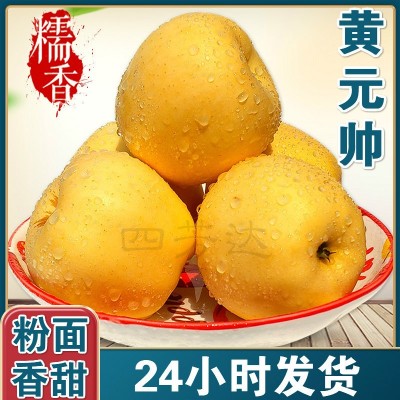 烟台黄金帅苹果 种植粉面糯香果型均匀 果园采摘黄元帅苹果定制图1