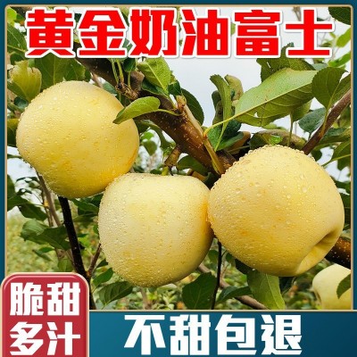 山东定制苹果黄金奶油富士苹果脆甜多汁新鲜水果栖霞批发代理招商图3