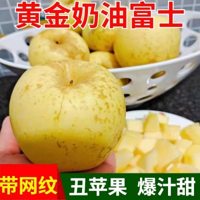 网纹山东烟台黄金奶油富士苹果脆甜多汁批发现摘现发黄金富士苹果图1