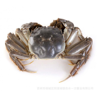 迷你小螃蟹西洋村大闸蟹蟹苗鲜活小毛蟹一斤在18个左右2斤起拍图5