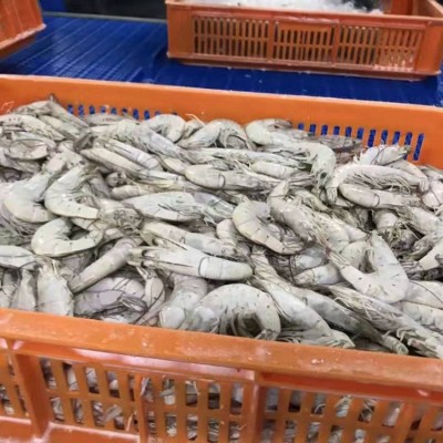 正兴湾白虾 热卖爆款 餐饮预制菜 团购 采购专卖商超 酒店 自助图2