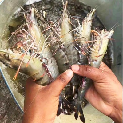 黑虎虾 中秋 热销 海捕 自助餐饮 工厂 社区 团购 批发 酒店 餐饮图3