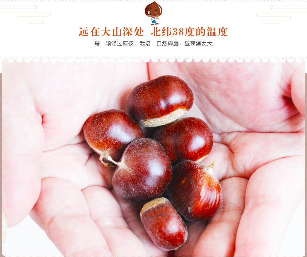 板栗详情图_04