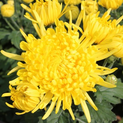 厂家直销高山金丝皇菊 批发黄山菊花茶 20朵PVC盒装金丝黄菊花图4