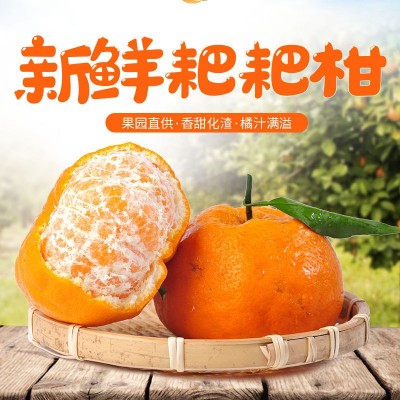 春见耙耙柑橘子农家果园营养丰富新鲜采摘图1