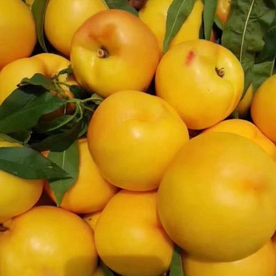 黄金蜜黄金油桃当季新鲜水果孕妇儿童水果水蜜桃脆桃油图4