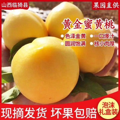 黄金蜜黄金油桃当季新鲜水果孕妇儿童水果水蜜桃脆桃油图1