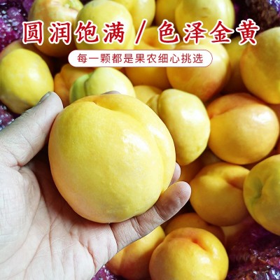 黄金蜜黄金油桃当季新鲜水果孕妇儿童水果水蜜桃脆桃油图2