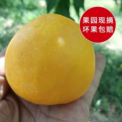黄金蜜黄金油桃当季新鲜水果孕妇儿童水果水蜜桃脆桃油图3