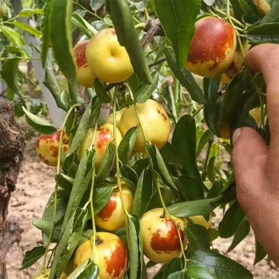 应季现摘山西庙上脆甜沾化冬枣新鲜水果 脆枣青枣红枣非陕西冬枣图4