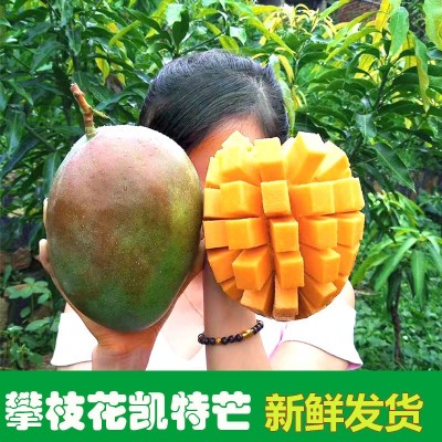 攀枝花凯特芒果10斤新鲜现摘大青皮芒应当季水果热带芒果整箱包邮