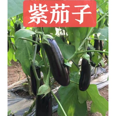 山东新鲜长茄子5斤长线大茄子当季紫茄子农家自种3现摘蔬菜10图1