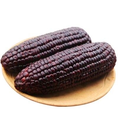 甜糯玉米黑玉米10橞220g 鲜食玉米粘玉米棒子真空装粘苞米图3