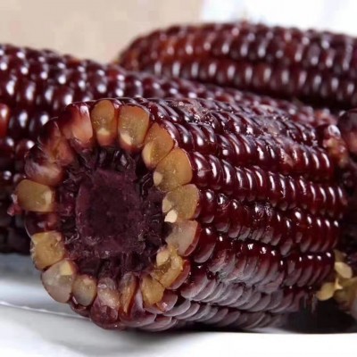 甜糯玉米黑玉米10橞220g 鲜食玉米粘玉米棒子真空装粘苞米图4