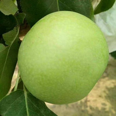 砀山绿宝石梨子当季新鲜5斤青皮脆梨砀山皇冠早熟酥梨苹果梨雪梨图2