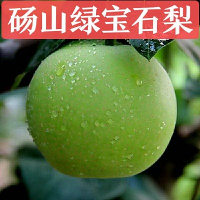 砀山绿宝石梨子当季新鲜5斤青皮脆梨砀山皇冠早熟酥梨苹果梨雪梨图1