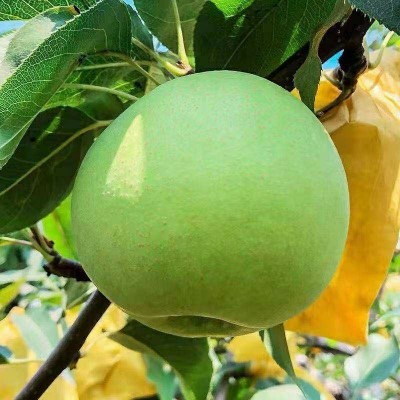 砀山绿宝石梨子当季新鲜5斤青皮脆梨砀山皇冠早熟酥梨苹果梨雪梨图3