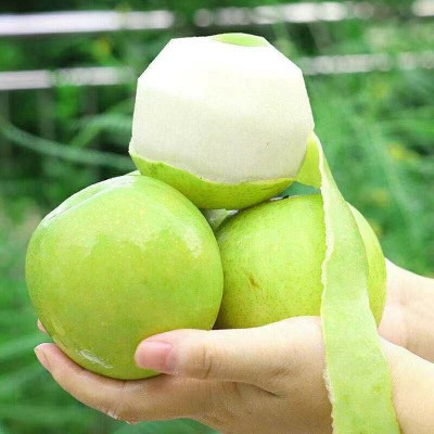 砀山绿宝石梨子当季新鲜5斤青皮脆梨砀山皇冠早熟酥梨苹果梨雪梨图4