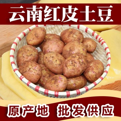 批发云南新鲜现挖 红皮黄心小土豆 新鲜蔬菜糯香马铃薯