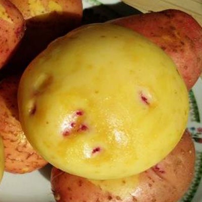批发云南新鲜现挖 红皮黄心小土豆 新鲜蔬菜糯香马铃薯图3