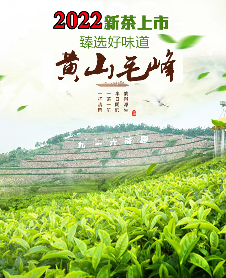 毛峰-1