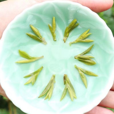 2022年新茶明前醇香霍山黄芽黄茶茶叶散装批发量大从优图4