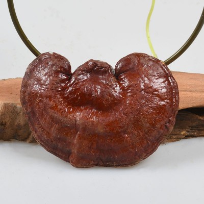 赤灵芝 东北新货整枝灵芝产地红灵芝干品鲜美可泡酒煲汤量大从优图2