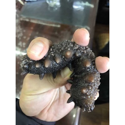 即食海参批发 大连工厂直供大连海参辽参非海参500g刺参图2