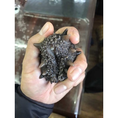 即食海参批发 大连工厂直供大连海参辽参非海参500g刺参图4