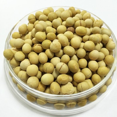 低温烘焙熟黄豆现磨豆浆原料散装批发直批豆浆商用磨粉熟豆子大豆图4