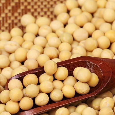 低温烘焙熟黄豆现磨豆浆原料散装批发直批豆浆商用磨粉熟豆子大豆图5