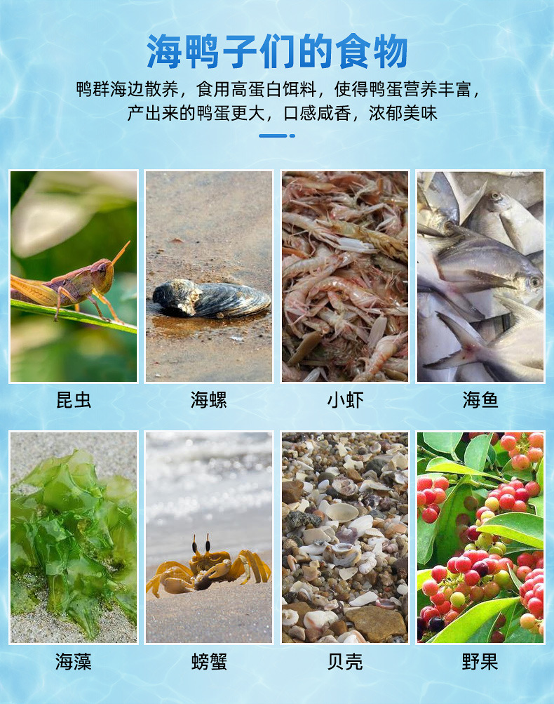 海鸭子阿里巴巴详情页_10.jpg