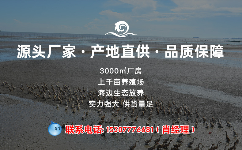 海鸭子阿里巴巴详情页_01