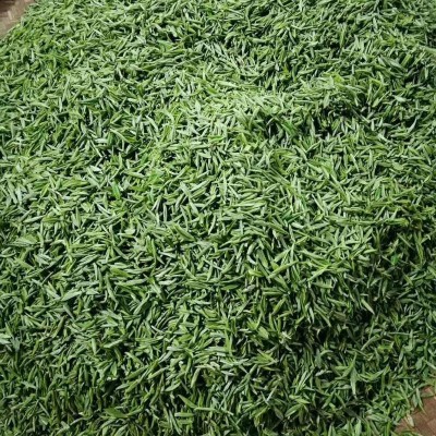 2021年厂家批发云雾贡芽 随州绿茶 芽茶 明前春茶礼盒图3