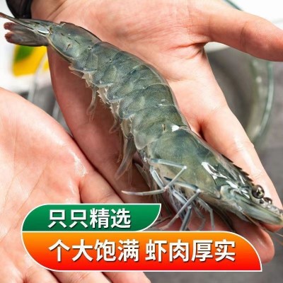 新鲜青岛大虾超大海虾海鲜水产鲜活活虾冷冻虾子基围虾一盒批发图2