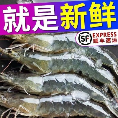 新鲜青岛大虾超大海虾海鲜水产鲜活活虾冷冻虾子基围虾一盒批发图3