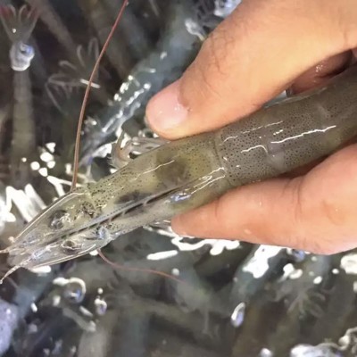 国产大虾对虾海鲜基围虾明虾青虾白虾海虾冻虾带冰5斤装顺丰批发图3
